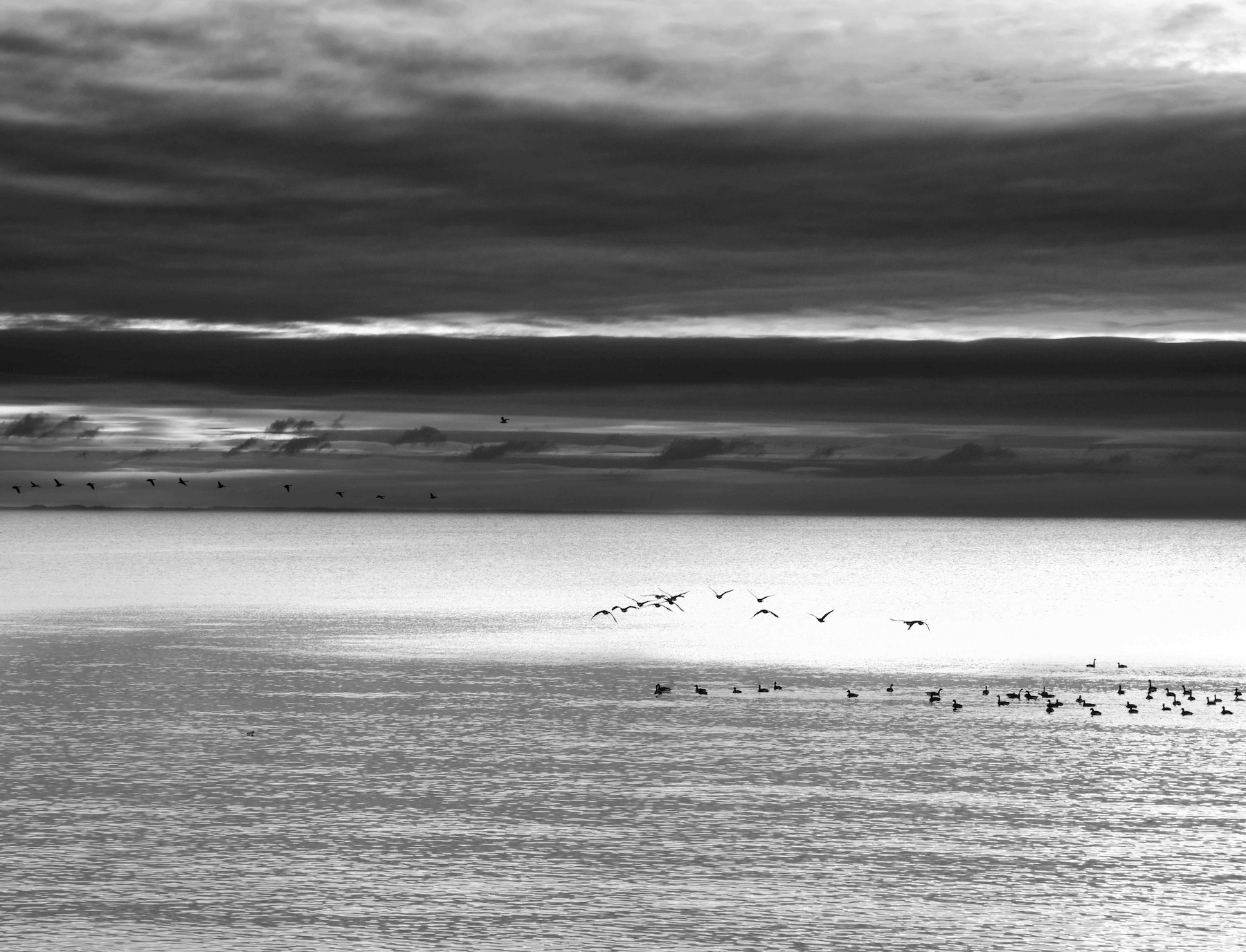 a flight of canada geese flying over lake erie with a dark overcast sky in the background.