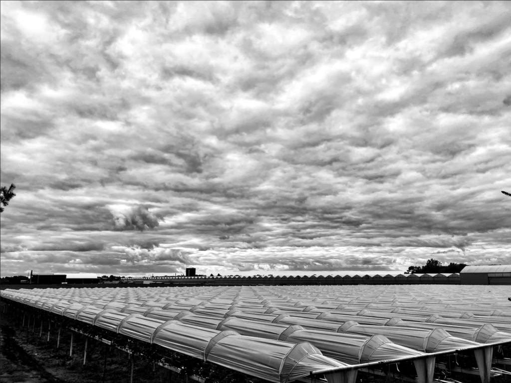 a wild cloudy sky in the background with a sea of outdoor plant umbrella covering in the foreground