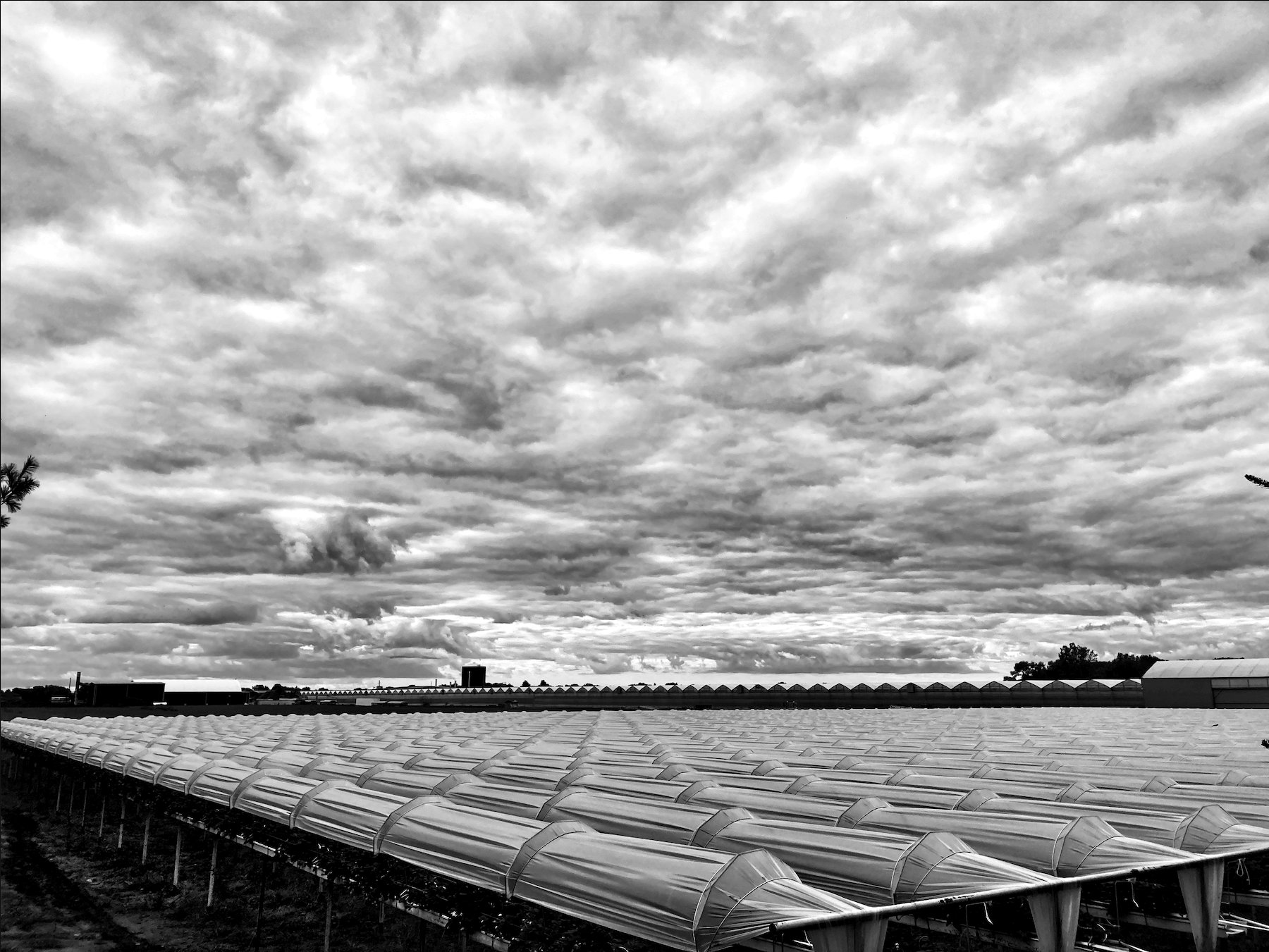 a wild cloudy sky in the background with a sea of outdoor plant umbrella covering in the foreground