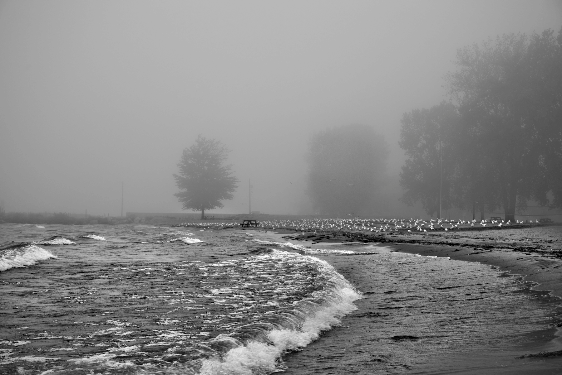 a foggy beach with waves crashing and a lot of gulls hanging out