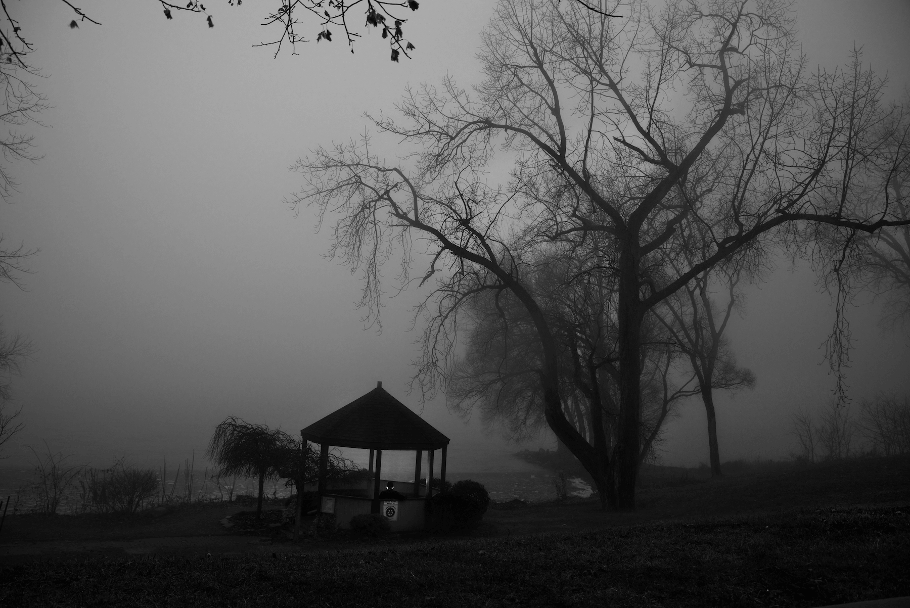 A spooky foggy hight with a scary tree and someone with a light in a gazebo