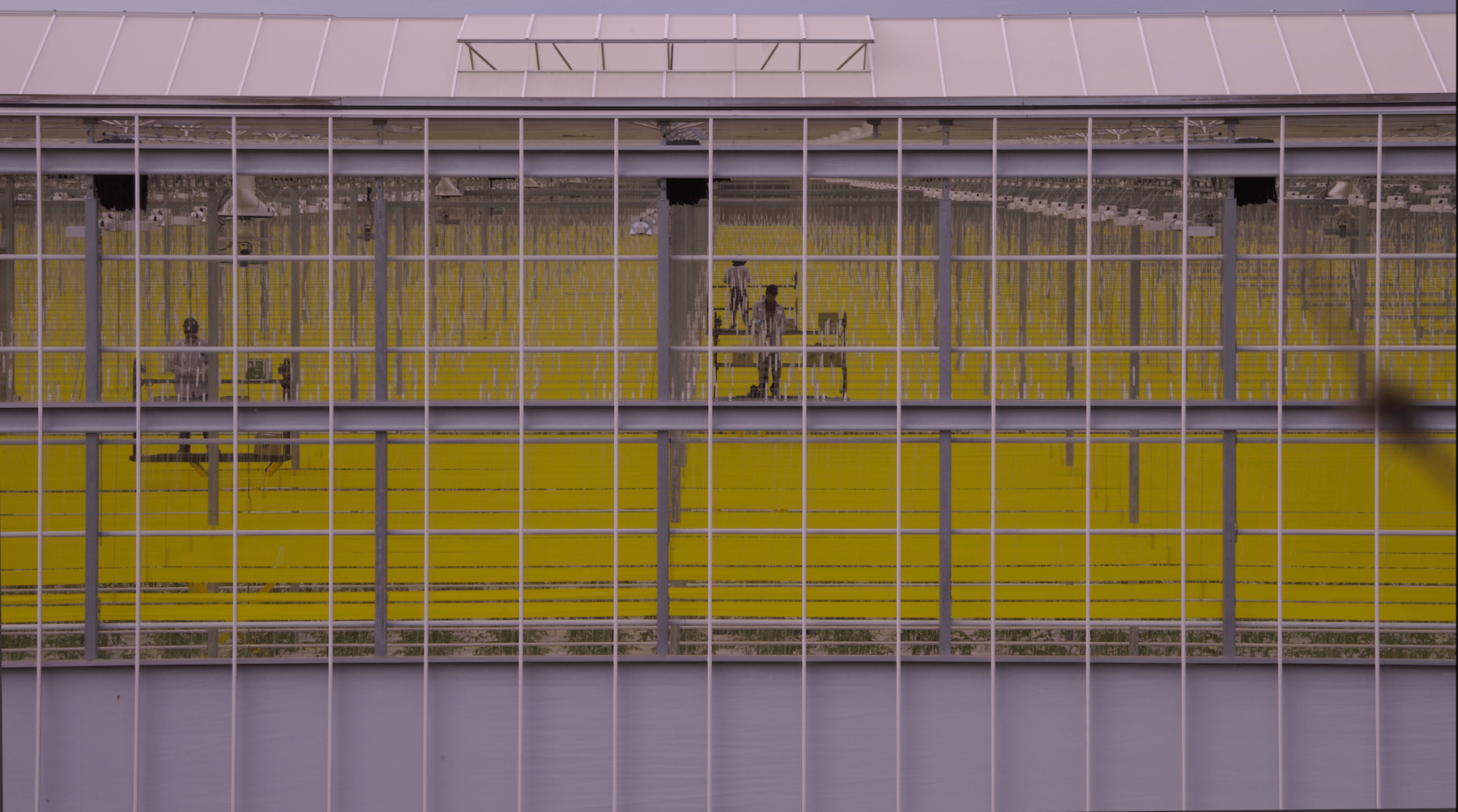 greenhouse workers inside a cannabis building