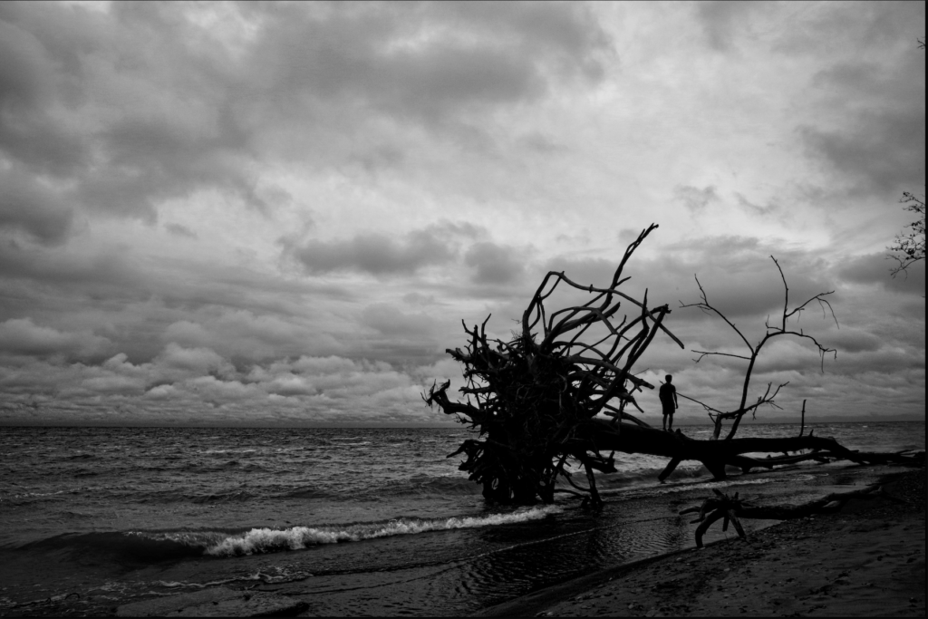 a very large tree on its side on the edge of lake erie with a person standing on top of it