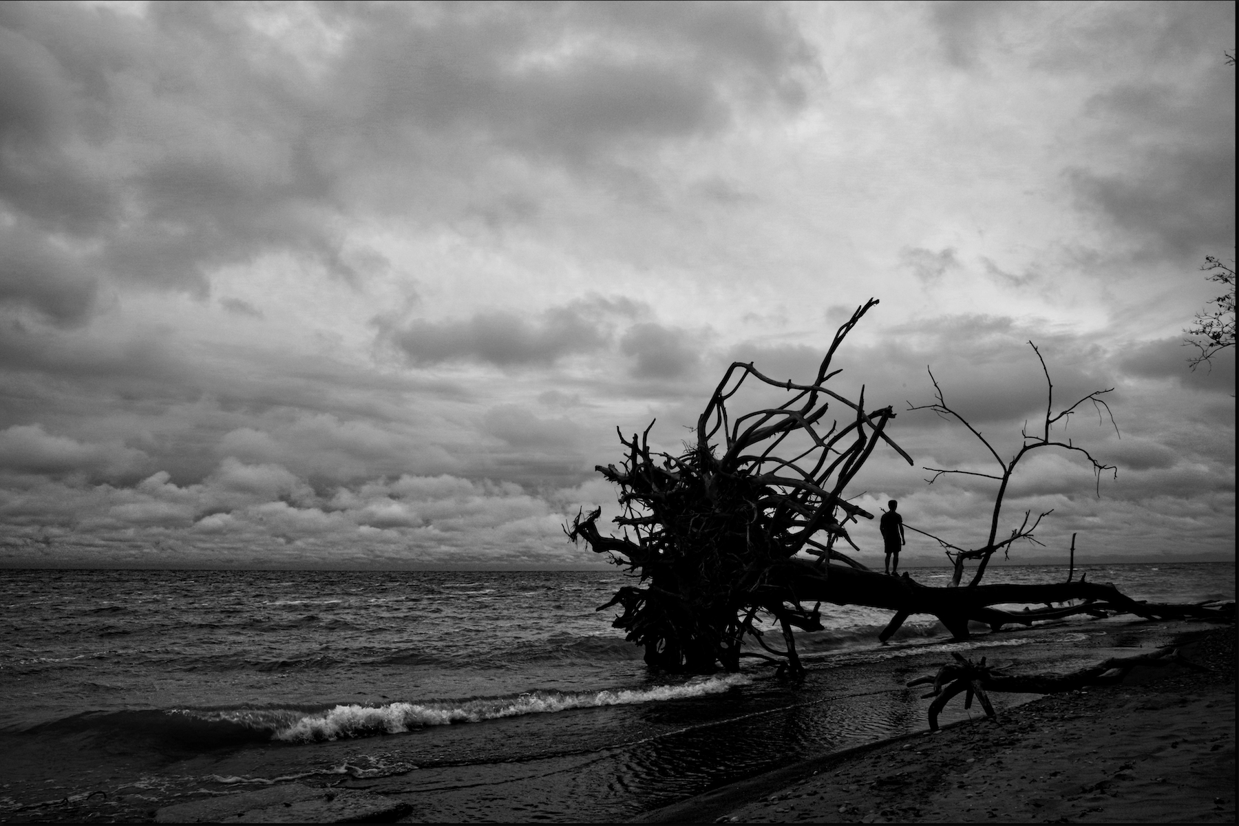 a very large tree on its side on the edge of lake erie with a person standing on top of it