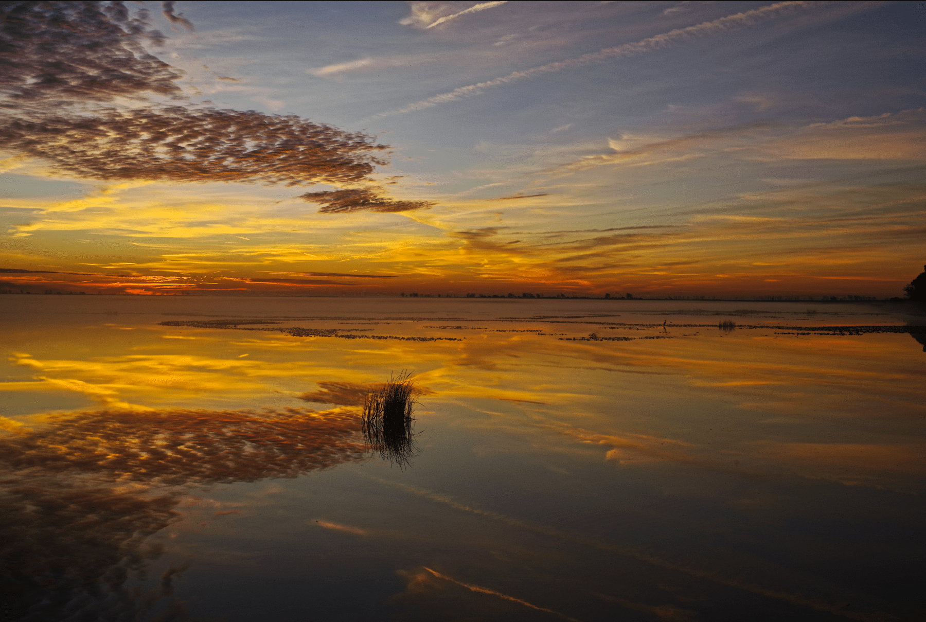 a early morning sunrise over a swamp with a blue heron fishing