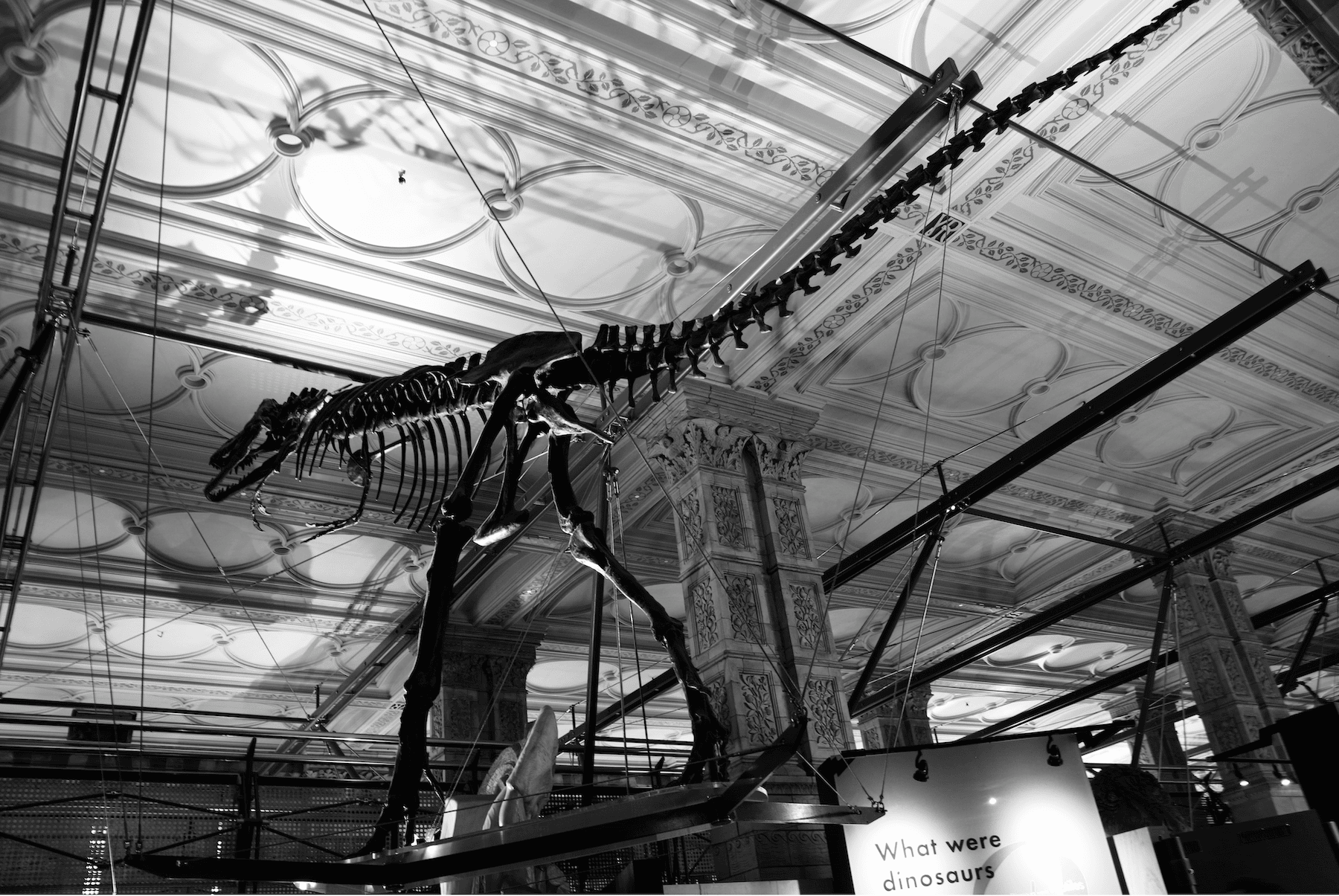 a dinosaur at the natural history museum london