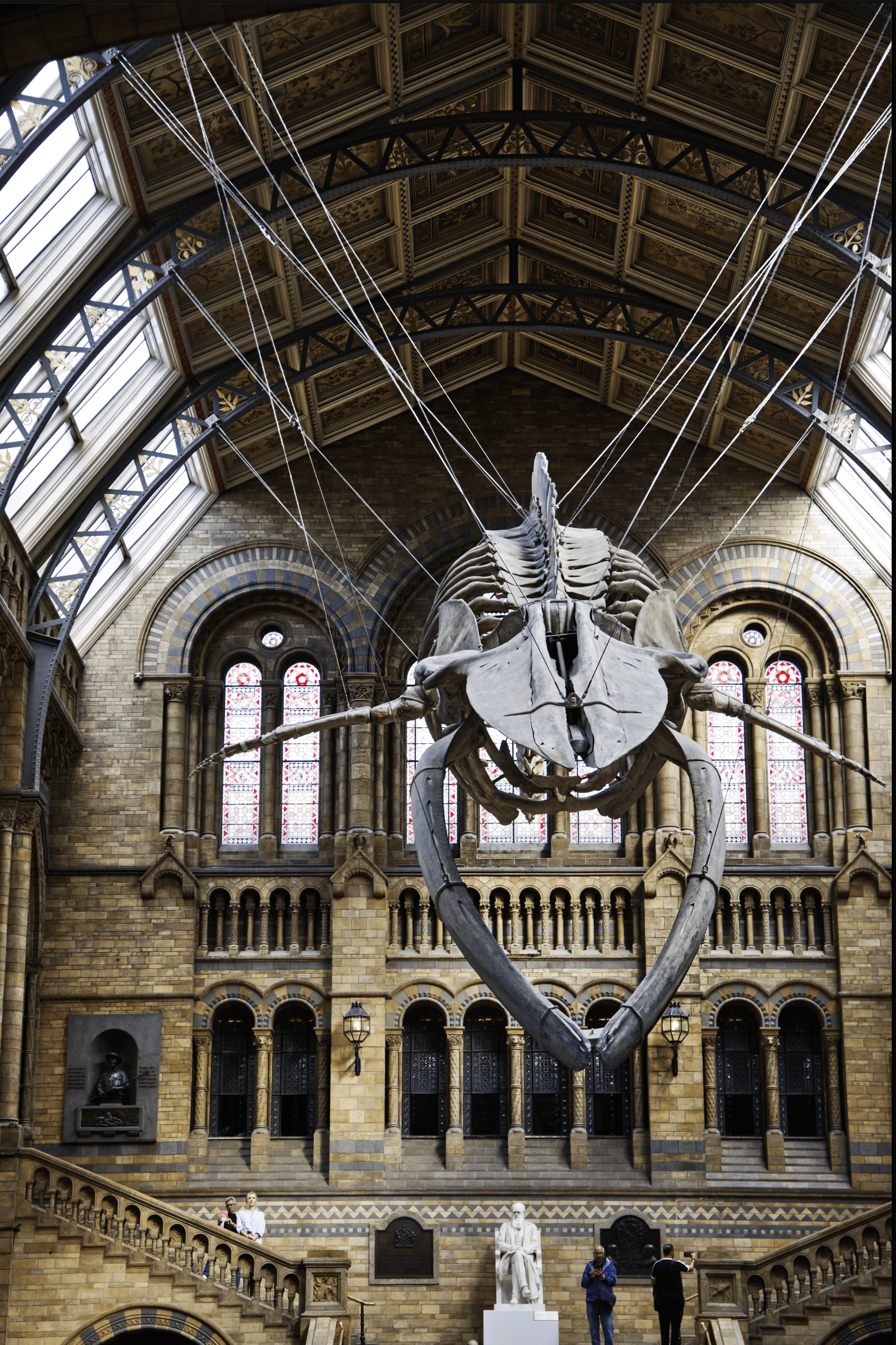 Whale skeleton, Natural history Museum, London